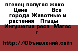 птенец попугая жако  › Цена ­ 60 000 - Все города Животные и растения » Птицы   . Ингушетия респ.,Магас г.